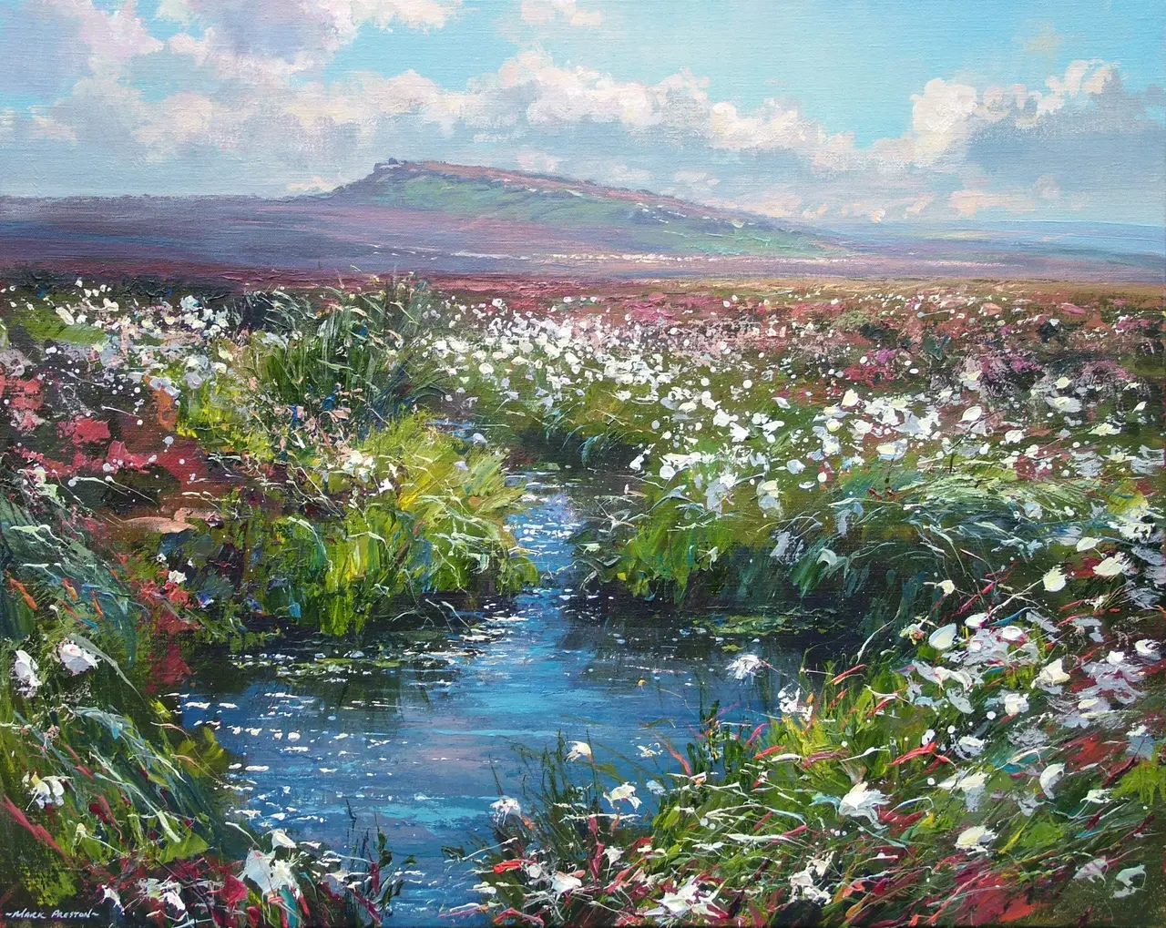 Mark Preston - cotton grass, hallam moors